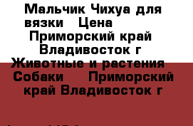 Мальчик Чихуа для вязки › Цена ­ 5 000 - Приморский край, Владивосток г. Животные и растения » Собаки   . Приморский край,Владивосток г.